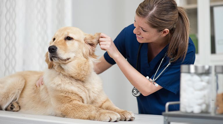 An Overview of Animal Hospitals