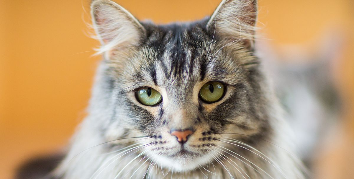 Top 10 Kitten Breeds for Families with Kids