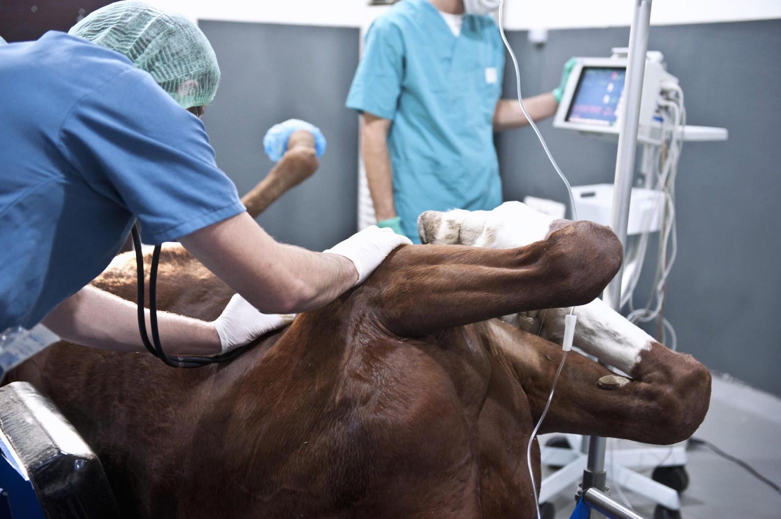 A Few Signs to Look for Before You Take Your Pet Cat to Emergency Animal Hospital