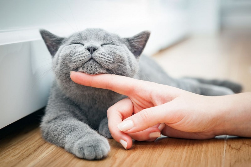 Guide to Finding the Best Cat Boarding Facility for Your Pet