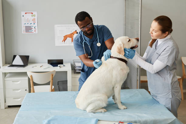 Renovating Your Vet Clinic for Less Stress and More Comfort
