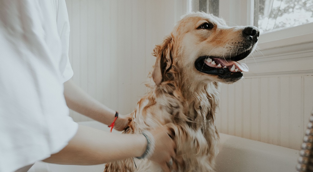 The Puppy Deworming Essentials: What Every New Pet Owner Needs to Know