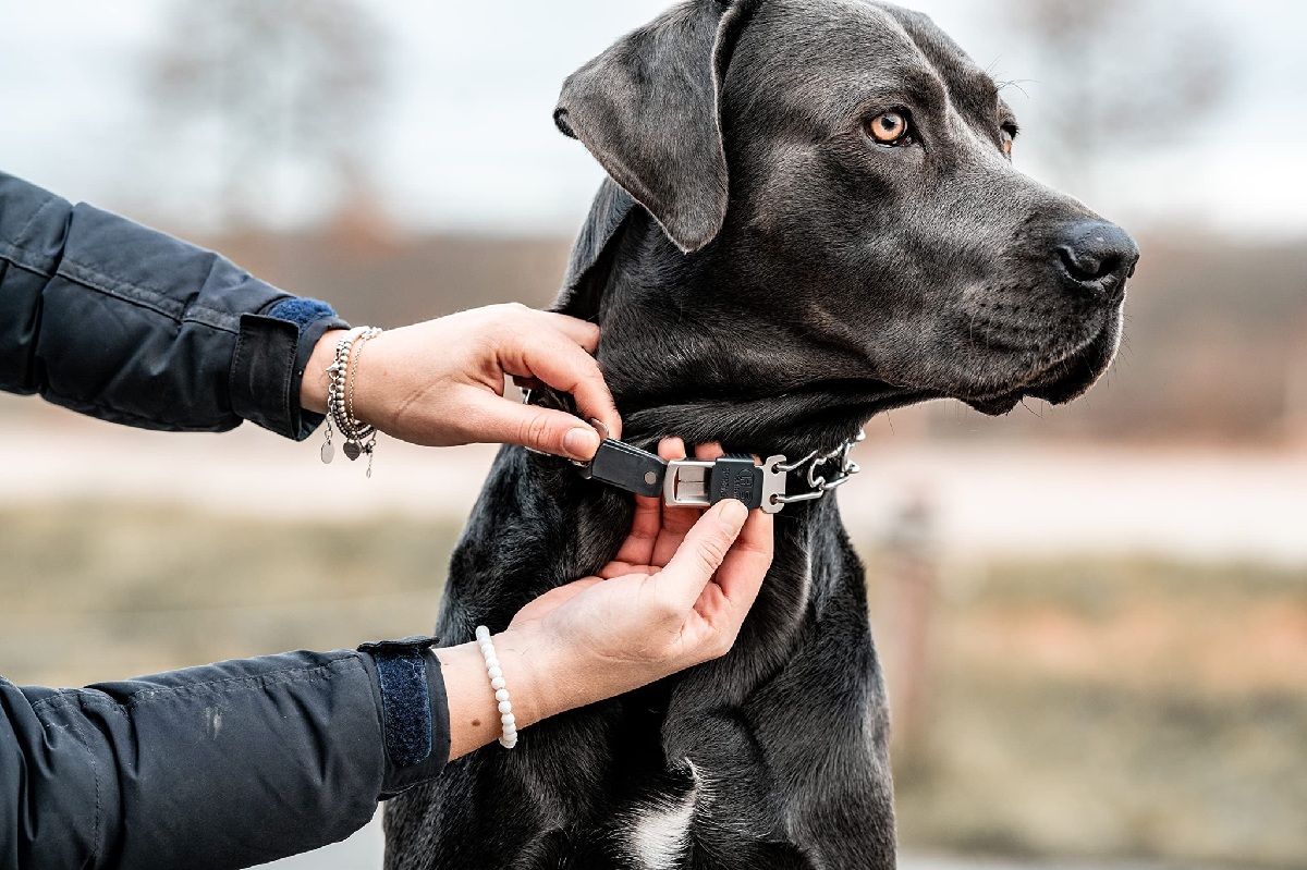 Herm Sprenger Prong Collar: A Safe and Effective Training Tool for Dogs?