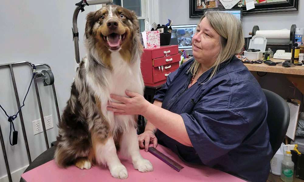 Pet grooming for nervous animals – Tips for a stress-free experience