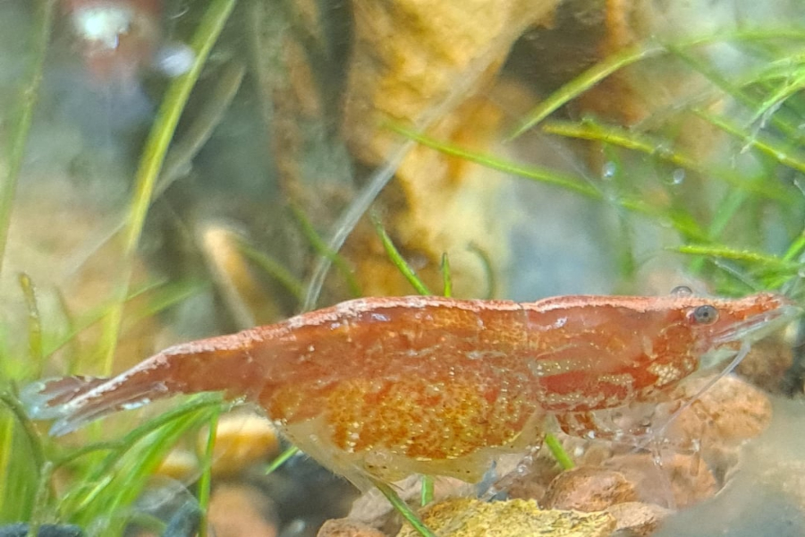How to Breed Freshwater Shrimp at Home: A UK Hobbyist’s Guide
