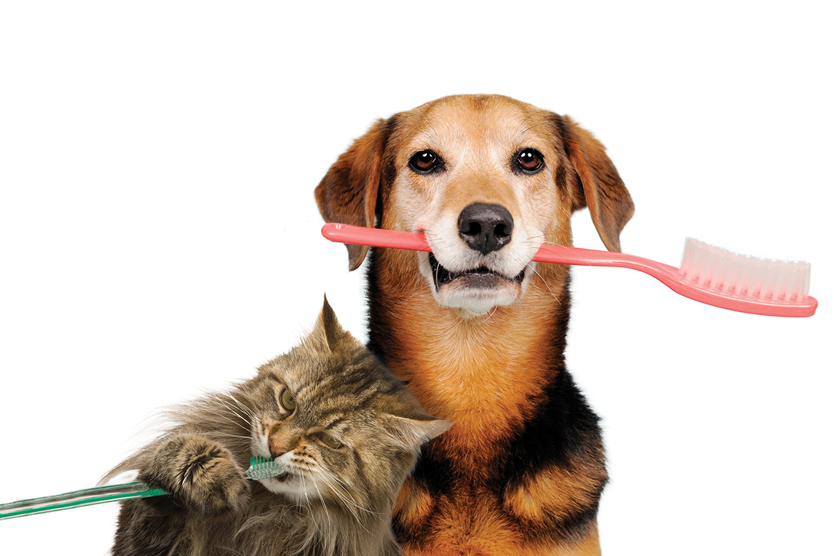 Pet Dental Health 101: Why Clean Teeth Mean a Healthier Pet