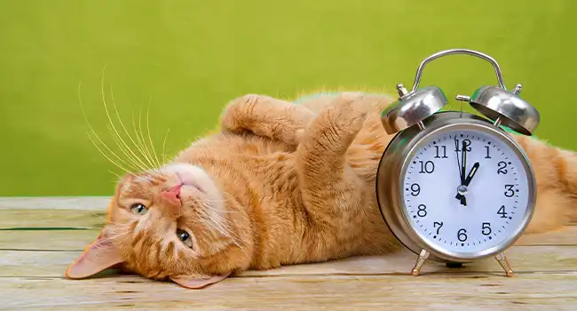 Never Be Your Cat’s Alarm Clock Again: The Smart Feeder Revolution