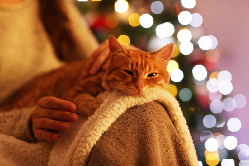 How to Mitigate Holiday Stressors for Cats