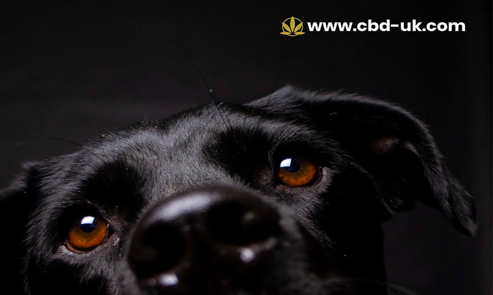 Full Spectrum vs THC-Free CBD for Dogs UK – What’s the Difference?