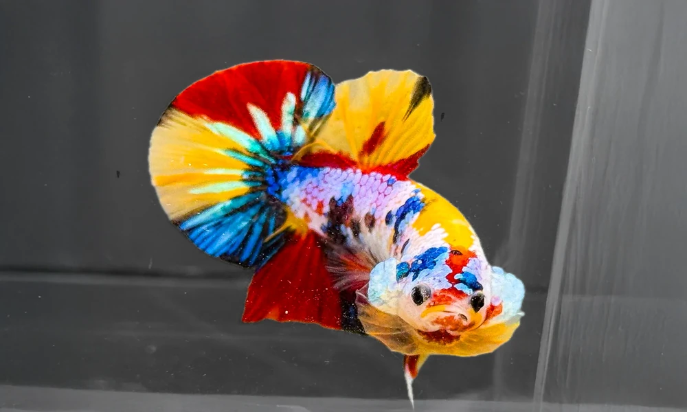 Female Betta Fish: A Complete Guide to Care and Temperament