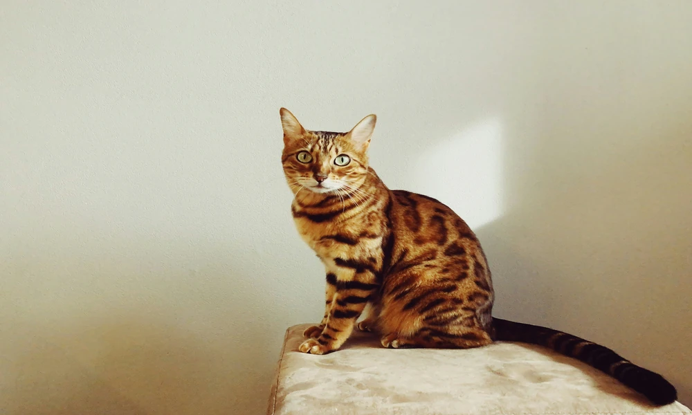 Why do large cats prefer elevated resting spots over floor beds?